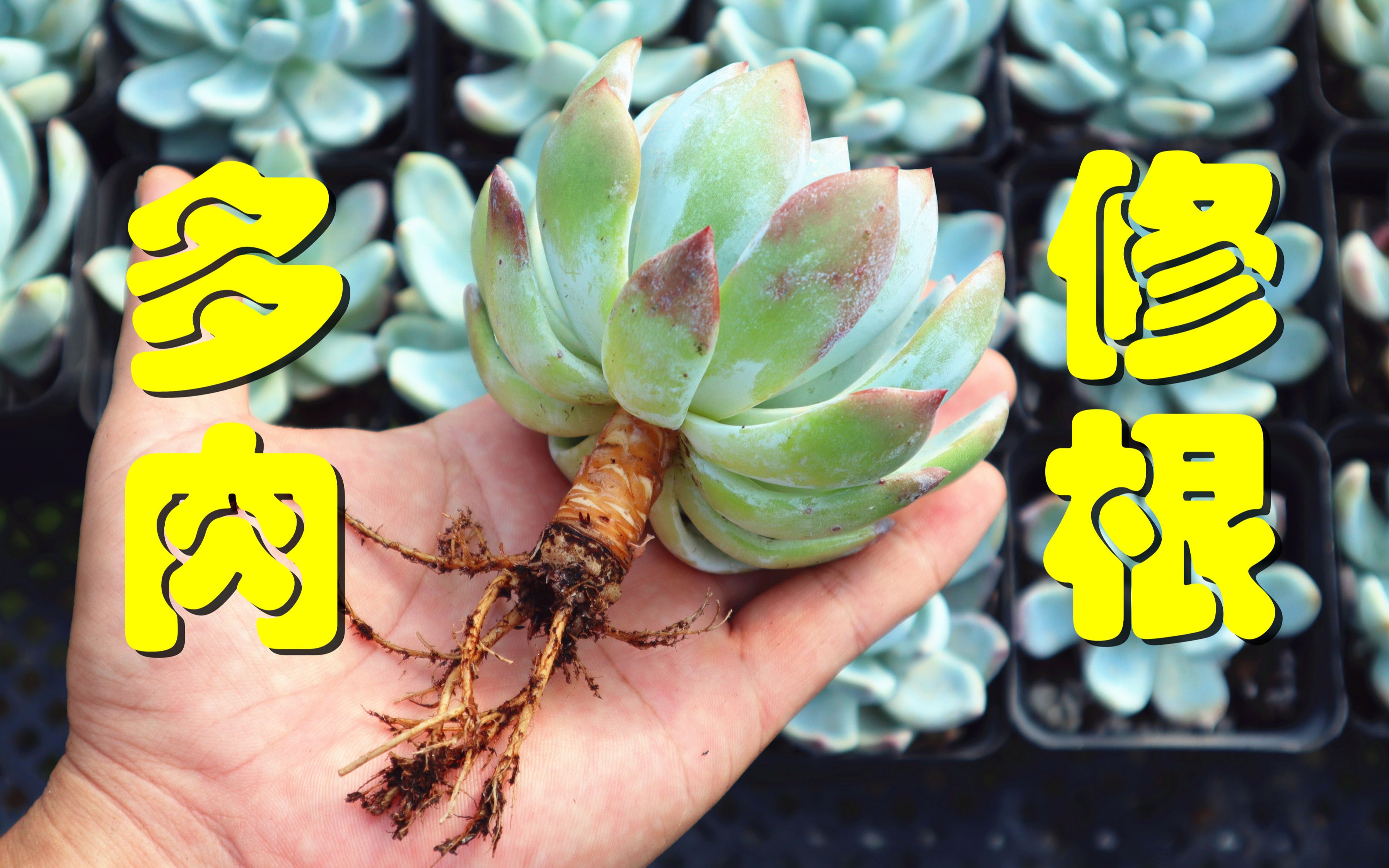 多肉修根(多肉修根直接种会死吗)