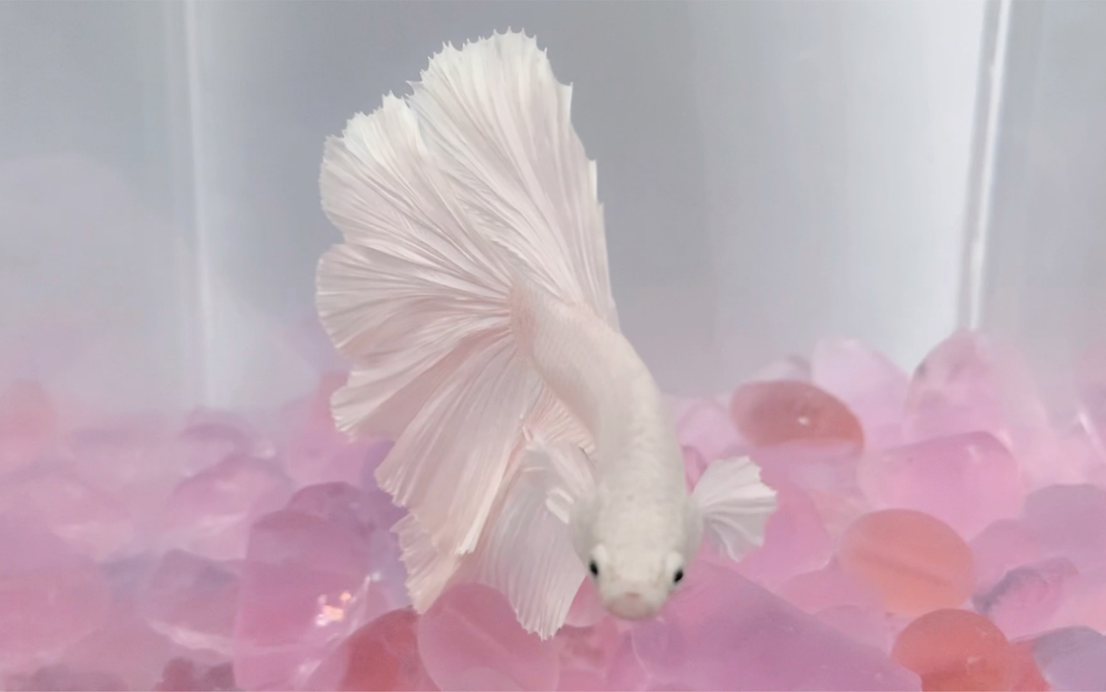 珠光大耳半月泰国斗鱼