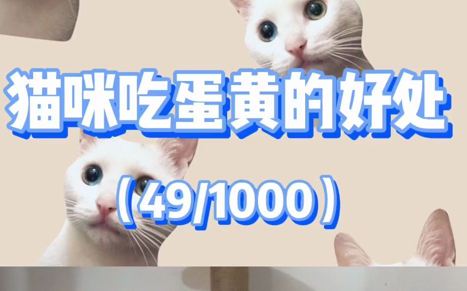 【养猫科普】猫咪的十全大补丸——蛋黄哔哩哔哩bilibili