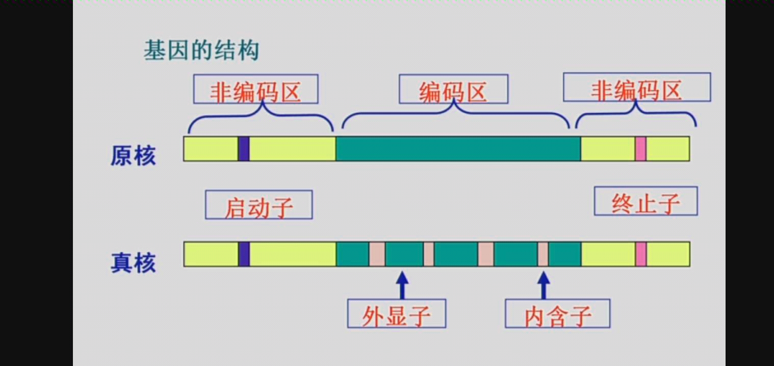 【玉田一中】高二生物基因工程②哔哩哔哩bilibili