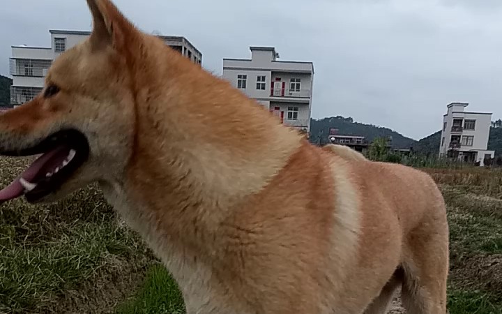 【中华田园犬】我的大黄啊