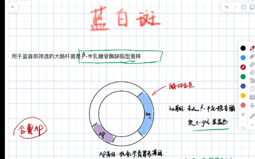 分子生物学 蓝白斑筛选原理