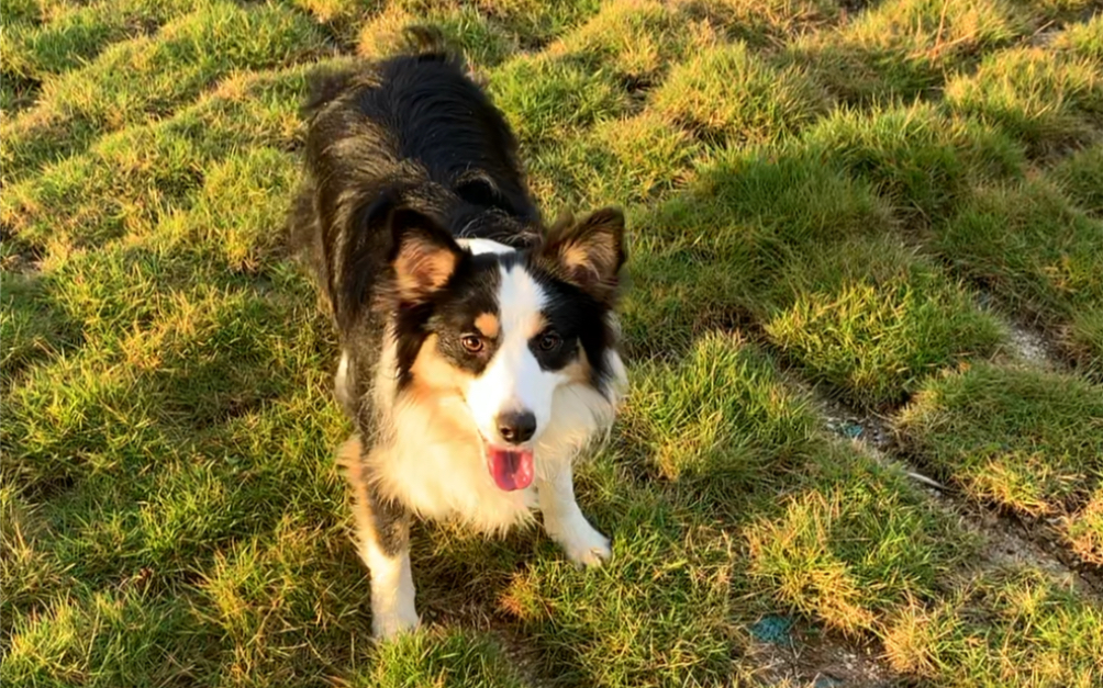 【三色边牧】咱们也来试一下贝拉式喝水法