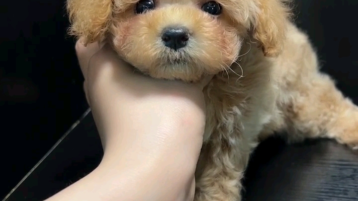 北京哪里有卖纯种小体香槟色泰迪幼犬的