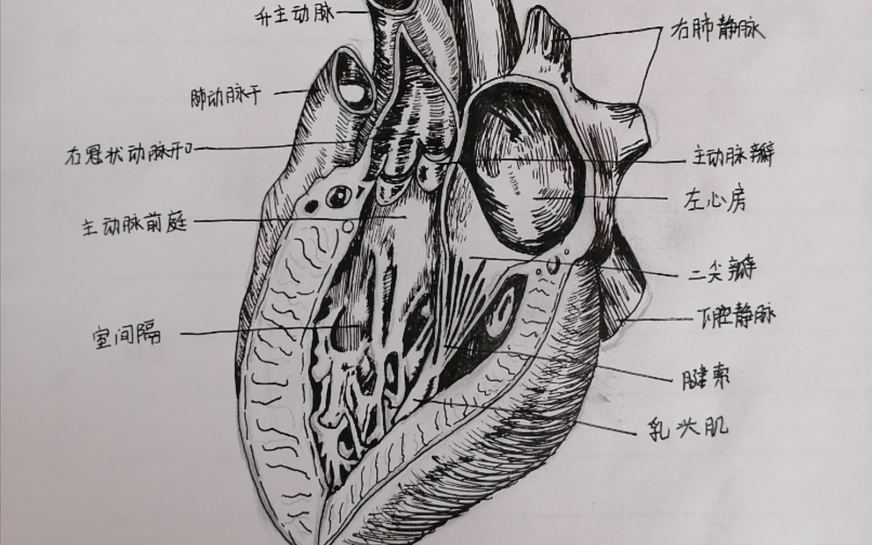 手繪筆記左心房與左心室