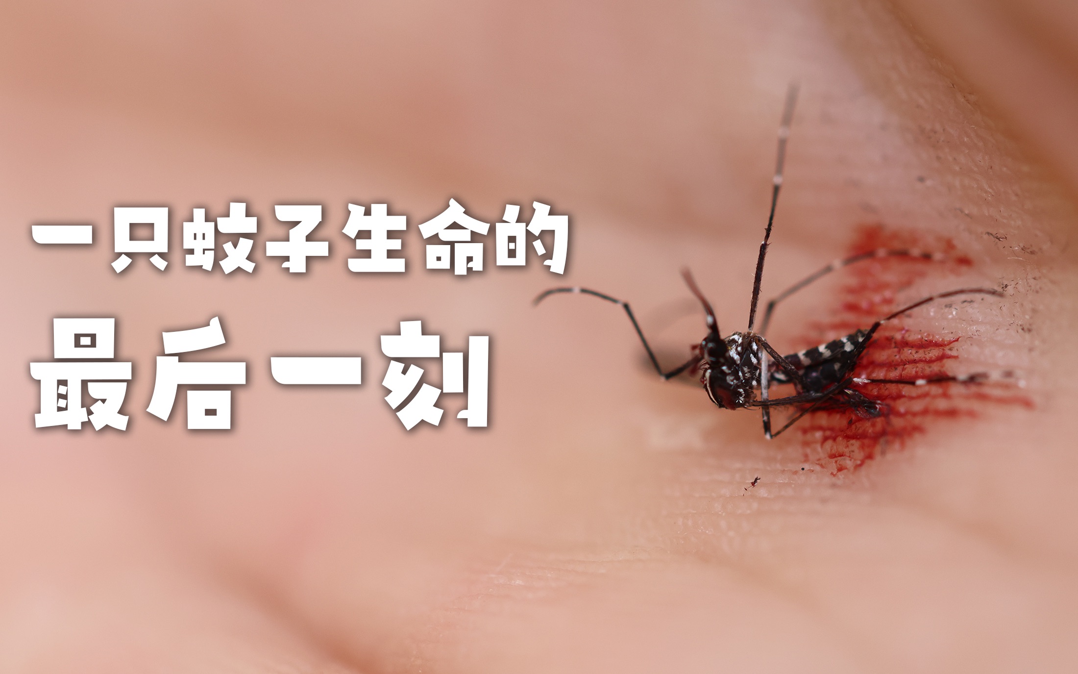 【4k】竟然如此折磨一只濒死的蚊子?
