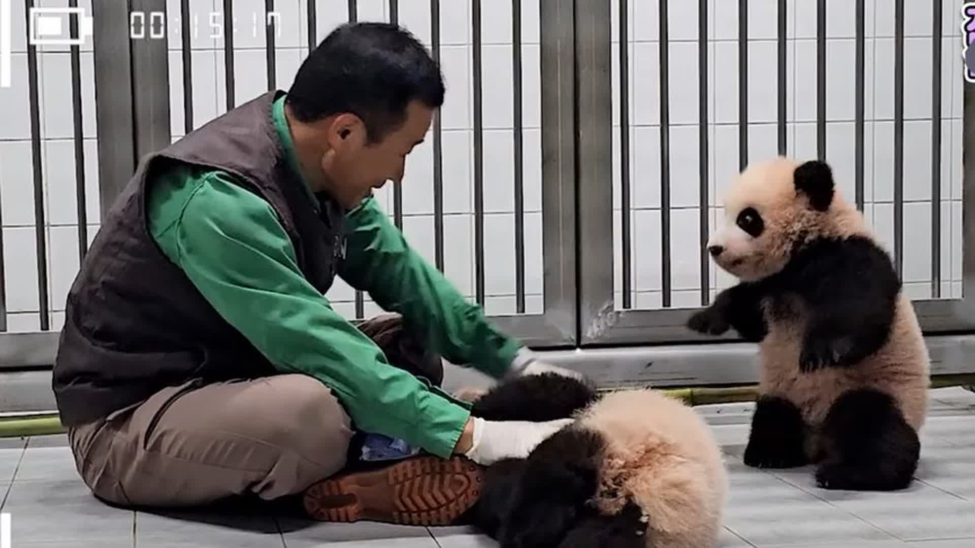 爱宝去吃饭了,姜爷爷陪睿宝辉宝玩,可爱度爆表了!