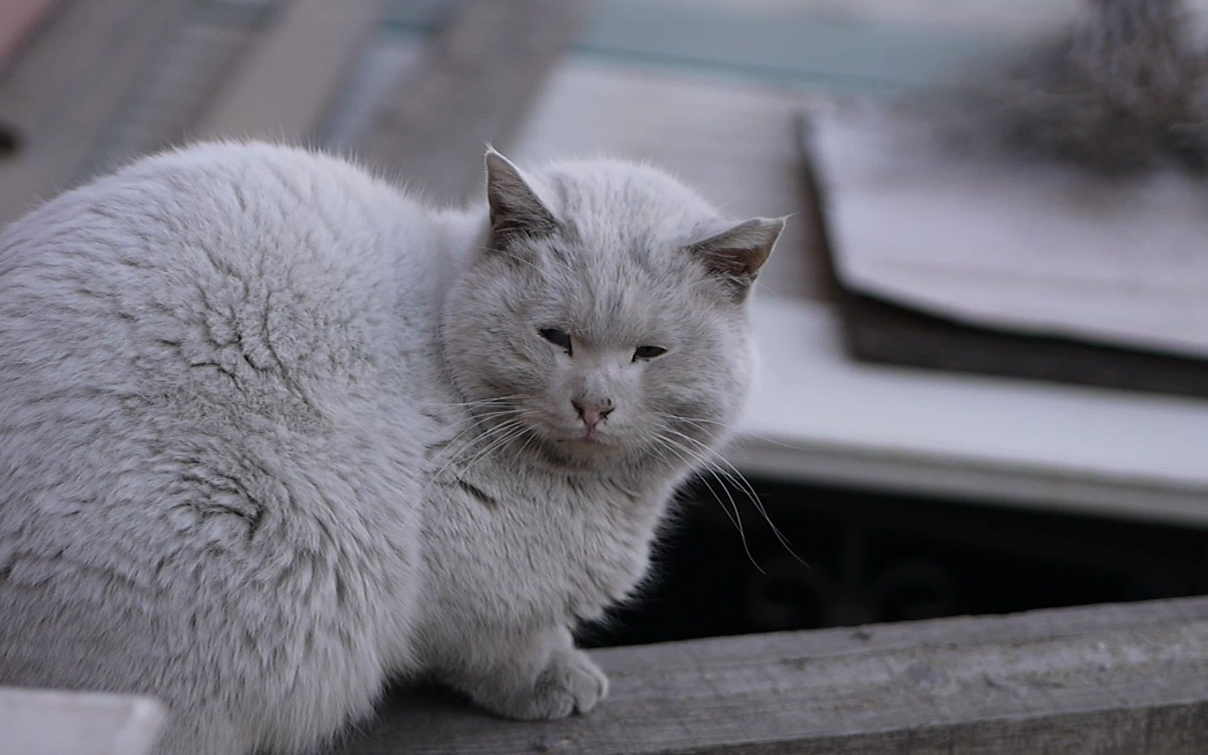 【流浪猫】可怜兮兮的大白(短毛白猫)-2021年3月16日晨_哔哩哔哩_bili