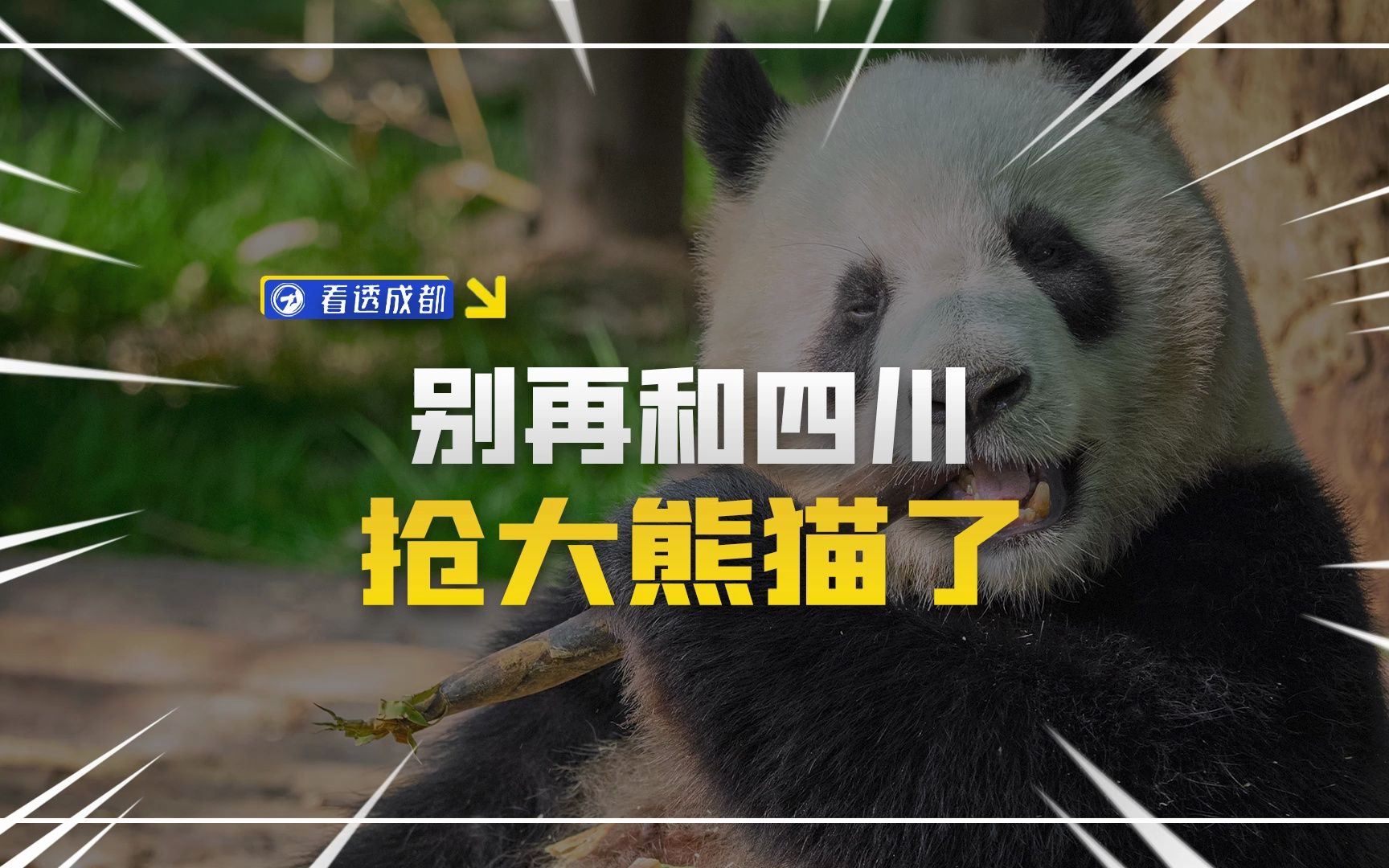 别再和四川抢大熊猫了