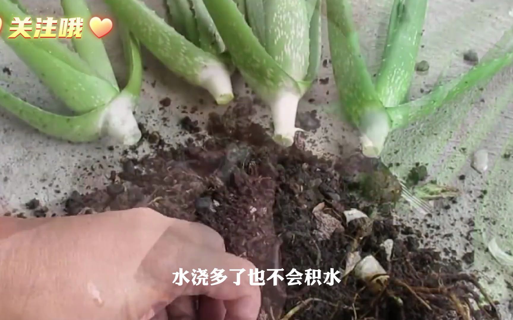 芦荟的家庭养护方法及注意事项哔哩哔哩bilibili