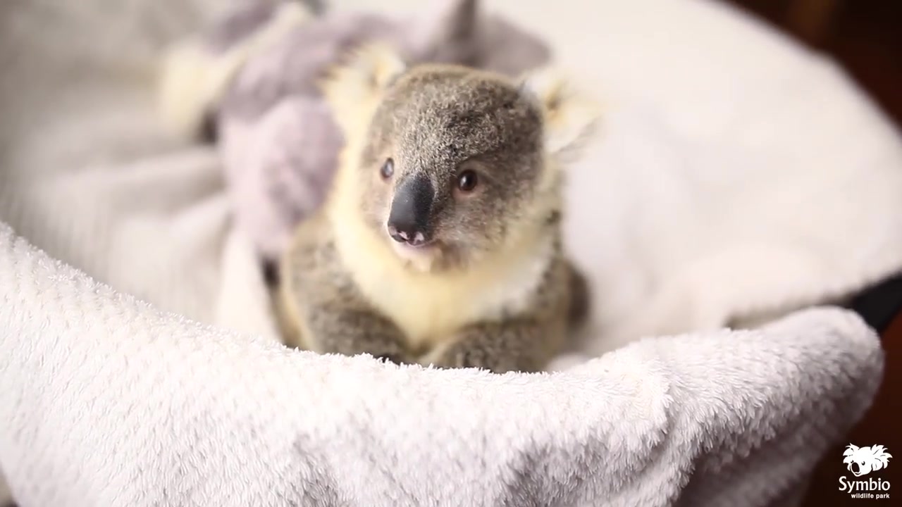 koalajoeyplaysinbabybasketduringfirsteverphotoshoot