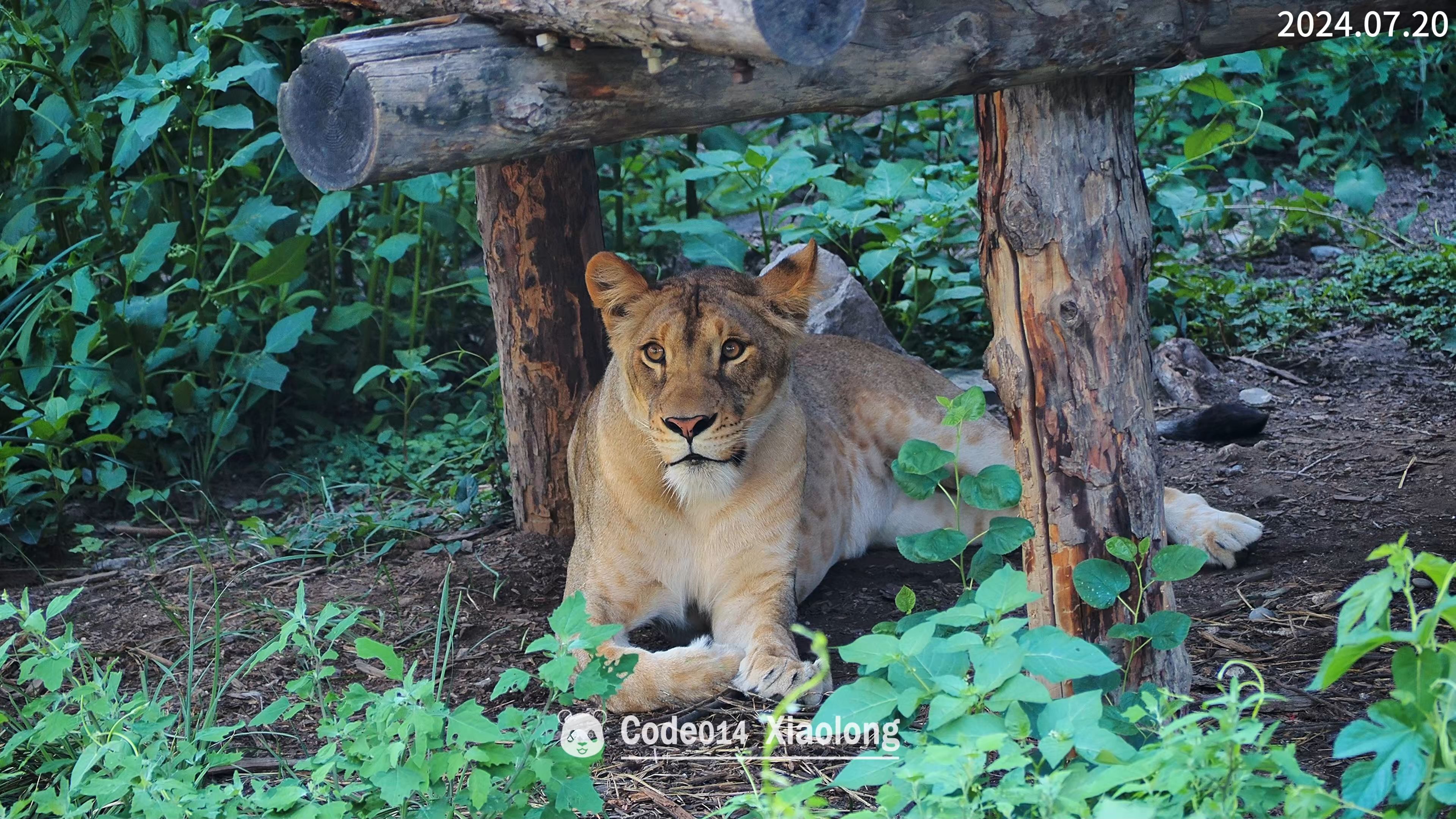 北京动物园非洲狮融融下班20240720