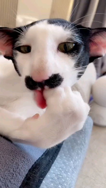 猫版卓别林猫版卓别林