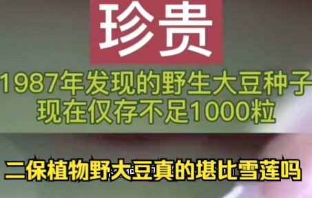 江苏泗洪惊现600平米野大豆,作为二保植物野大豆真的堪比雪莲吗哔哩哔哩bilibili