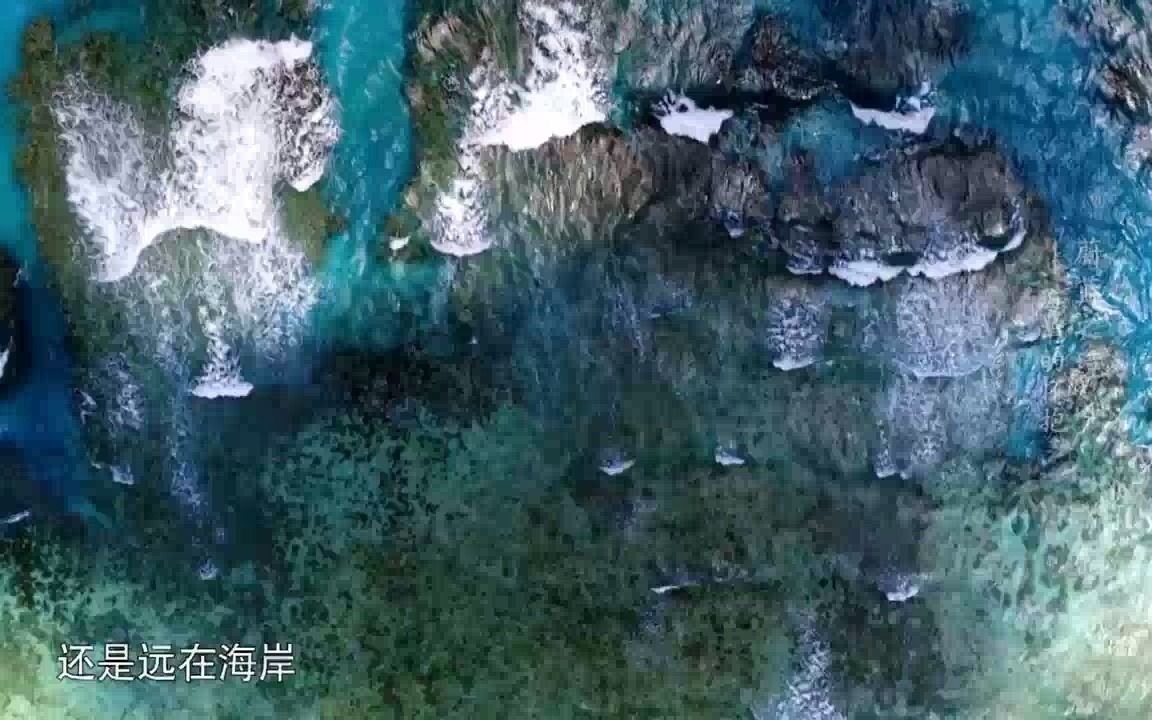 海洋生物多样性⑥ | 小丑鱼的逆变哔哩哔哩bilibili