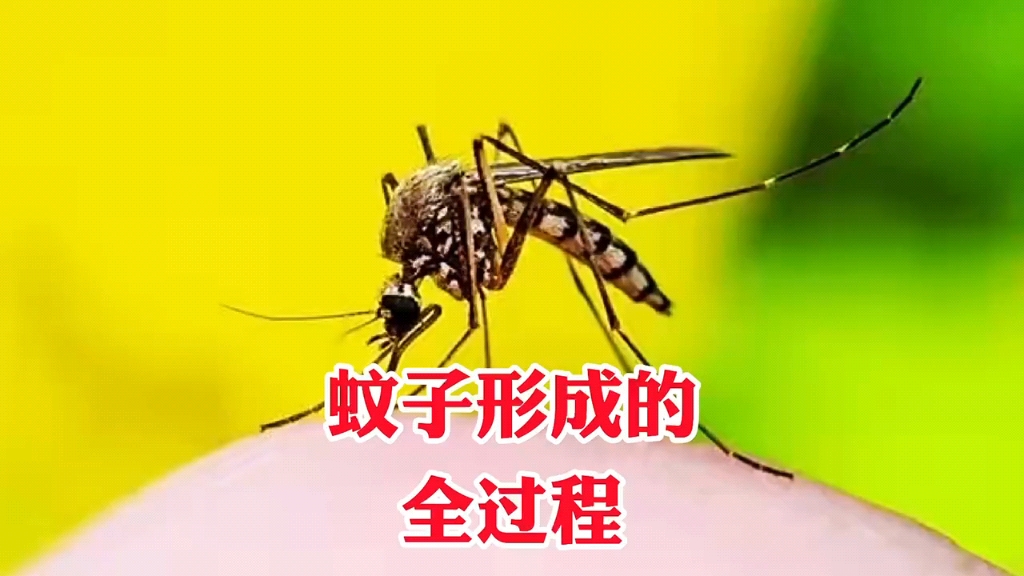 蚊子形成的全部过程,你肯定没见过.哔哩哔哩bilibili