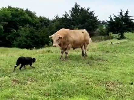 #边境牧羊犬 #狗狗的日常 #记录牧场生活哔哩哔哩bilibili