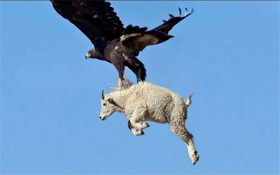 老鹰抓住山羊不放,怎料山羊使出绝招,镜头拍下老鹰惨状!