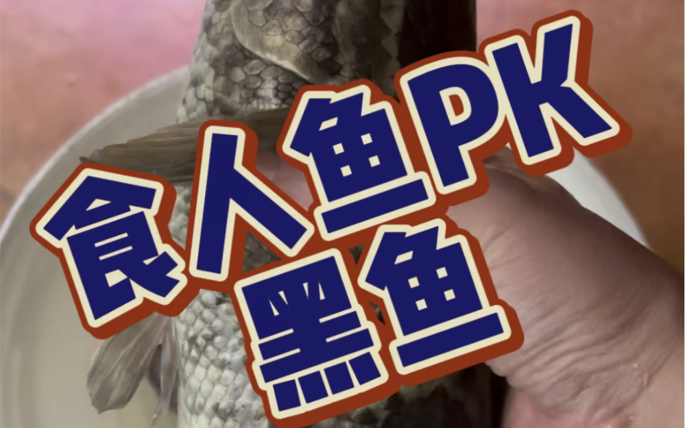 食人鱼pk黑鱼#食人鱼 #黑鱼 #养鱼日记