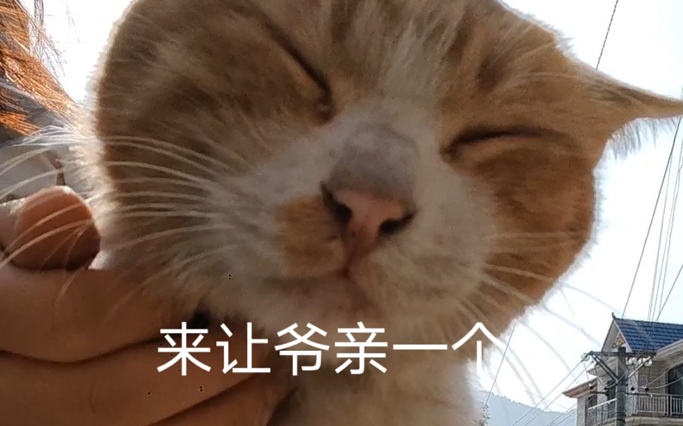 [图]无敌猫猫头，在吃上橘从来没输过，不过它应该没想到，一餐鱿鱼被摸了半个多小时，哈哈哈