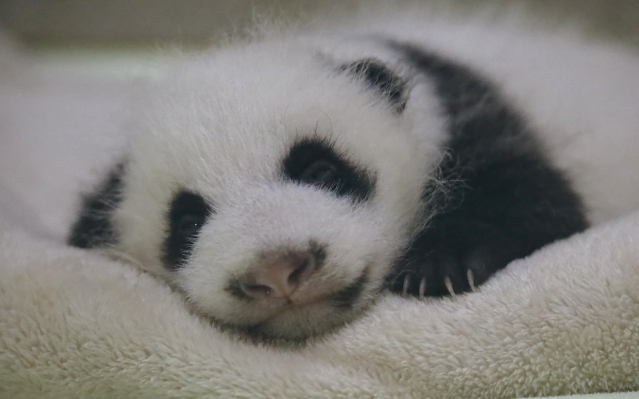 40天龄的炸毛多多妹儿,半睁眼睡觉美梦中.【大熊猫福多多】