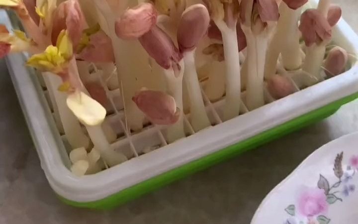 [图]【阳台种菜】简单的食材，往往用最简单的烹饪，保留最高的营养