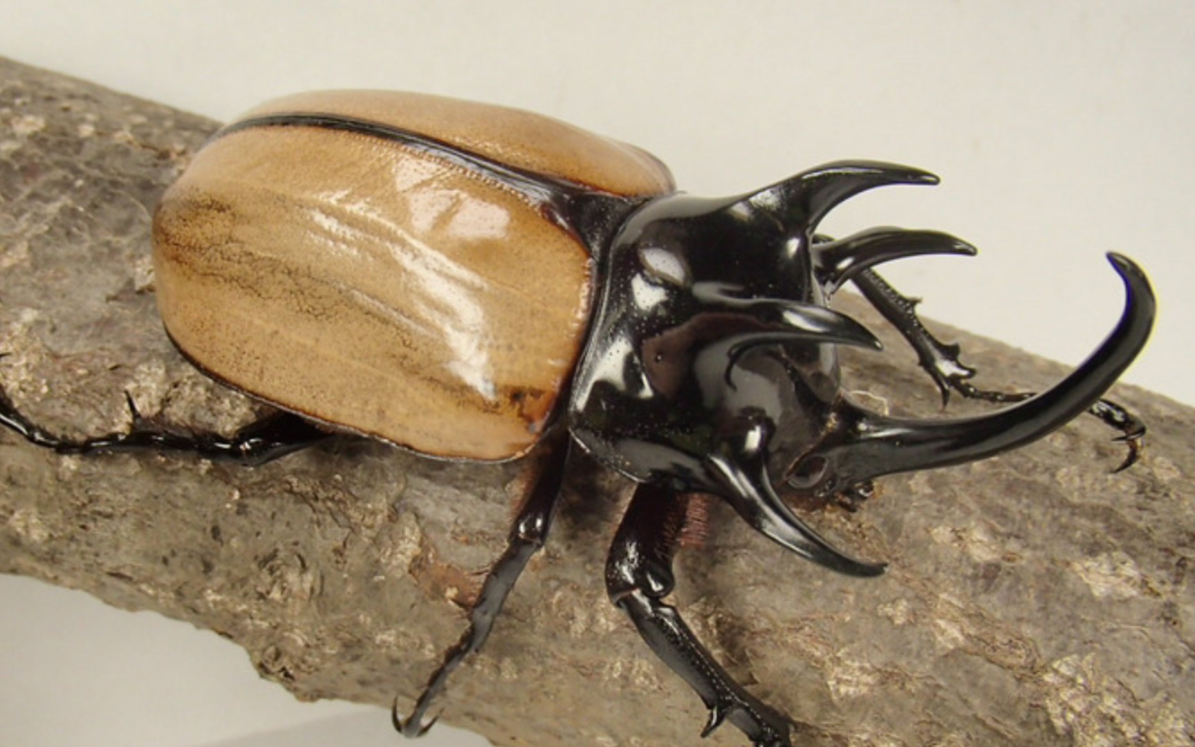 国产尤犀金龟属特辑