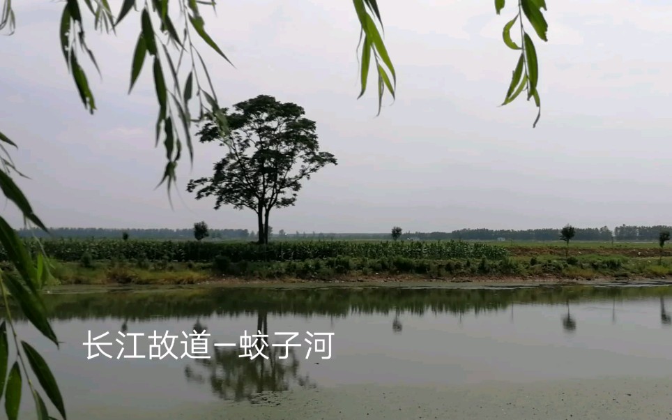 家乡的风景长江故道蛟子河哔哩哔哩bilibili