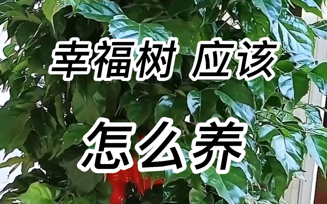 幸福树应该怎么养?哔哩哔哩bilibili