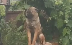 Скачать видео: 狗子大雨中独自垮着脸坐在墙头淋雨 主人解释原因令网友爆笑