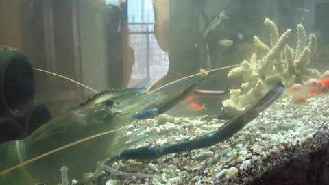 Youtube 罗氏沼虾捕食金鱼 哔哩哔哩 Bilibili