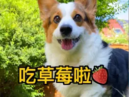 下载视频: 美少：哈哈小草莓我又来啦🍓