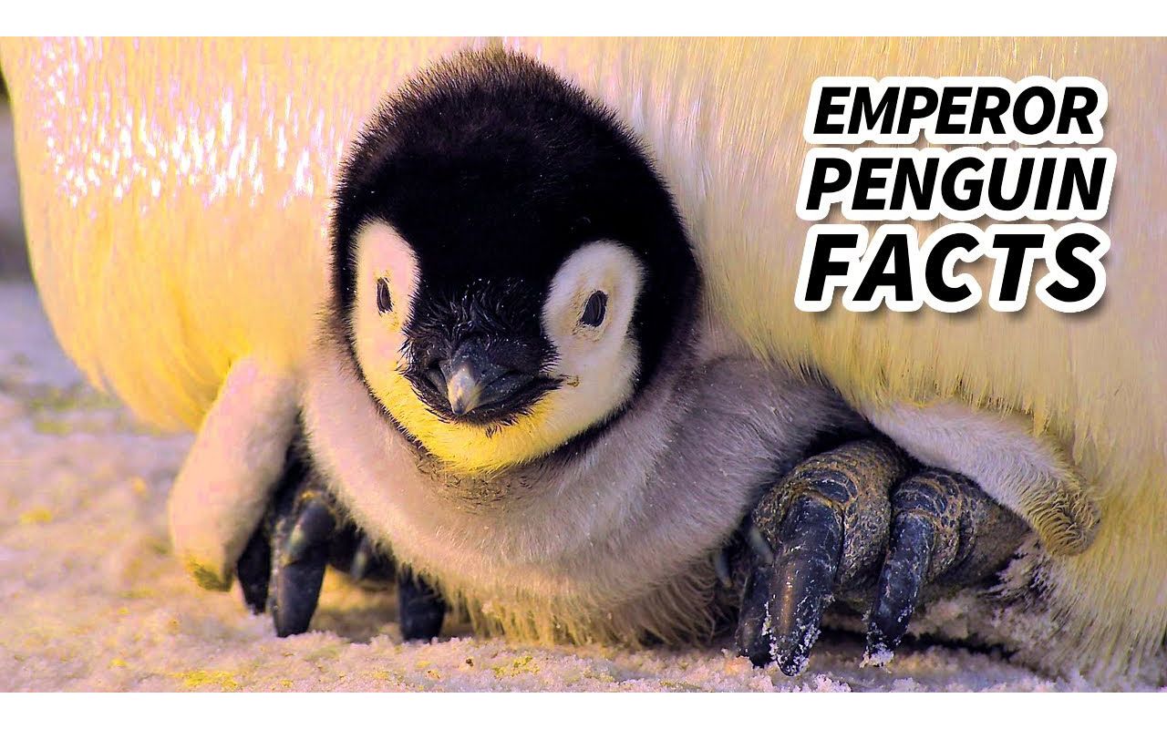 [图]Emperor Penguin Facts： the BIGGEST Living Penguin ｜ Animal Fact Files