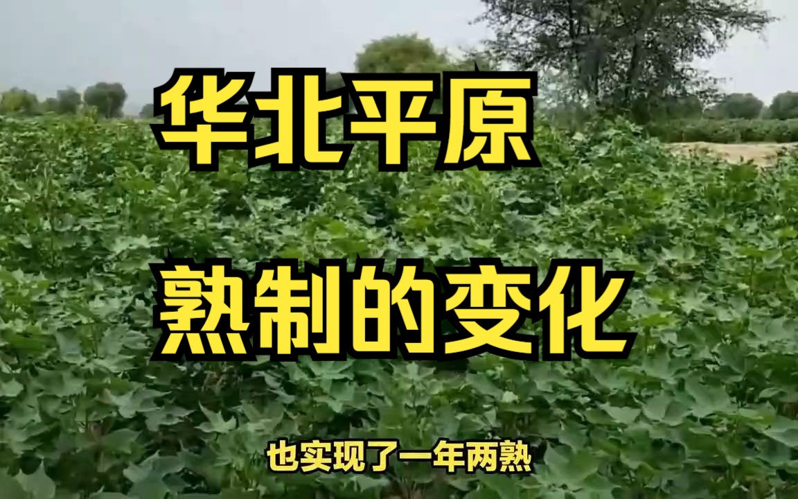 华北平原庄稼熟制变化:从两年三熟到一年两熟哔哩哔哩bilibili