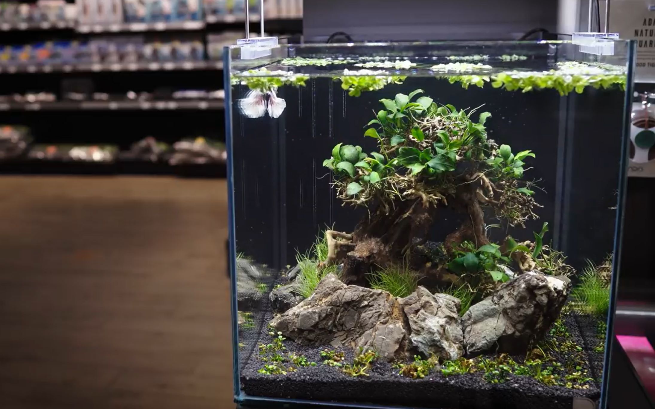 泰国斗鱼生态造景缸