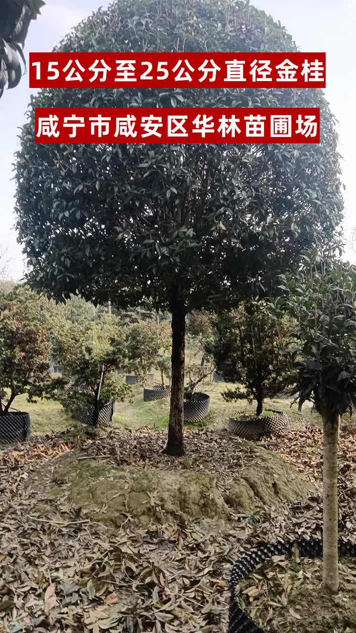 福建丛生桂花批发 #湖北金桂树 #云南花卉种植 #四川桂花苗 #广东丹桂