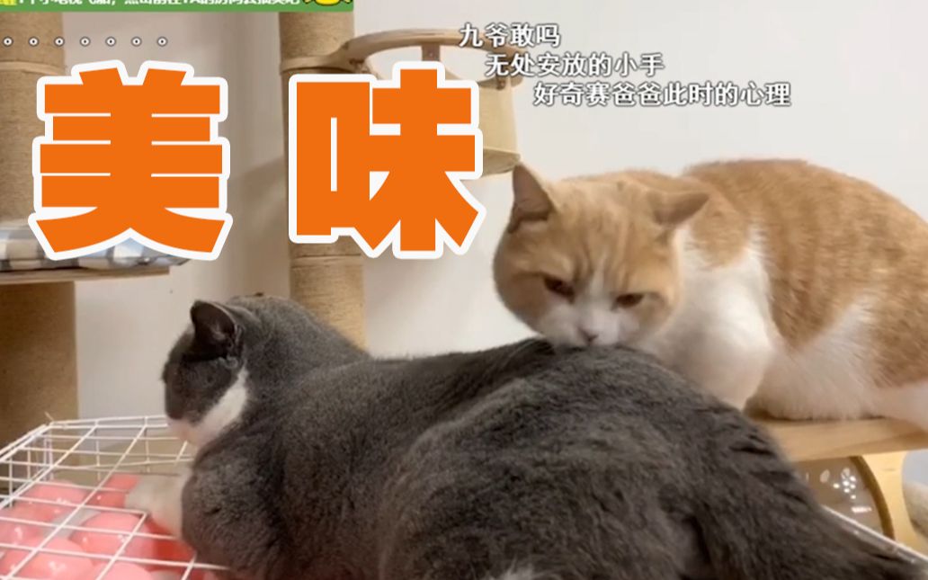 吸猫互动直播录屏,猫:哥哥你看上去好好次!【喵来啦直播2002234】哔哩哔哩bilibili