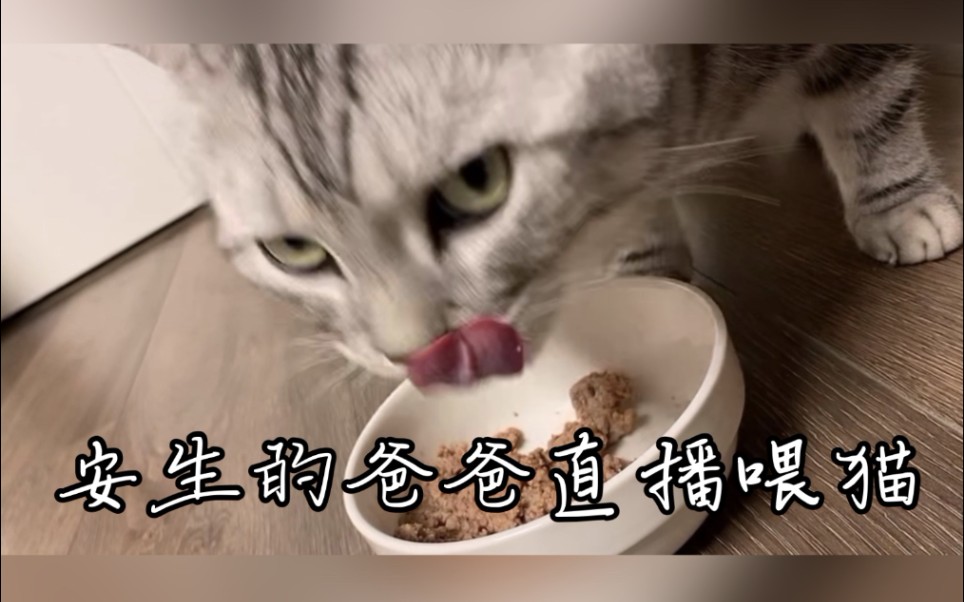 安生的爸爸在线喂猫哔哩哔哩bilibili