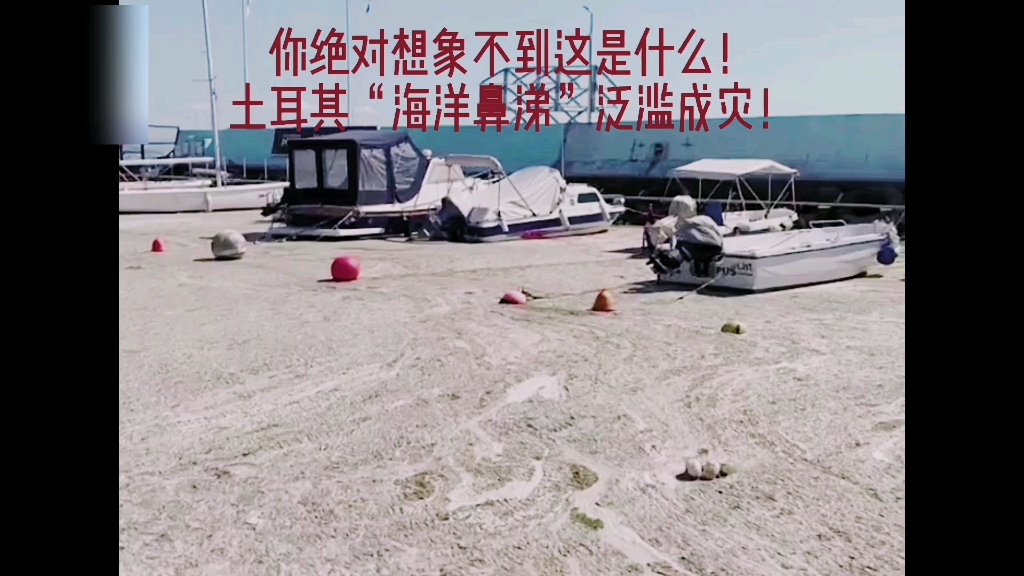 海洋鼻涕,你认识吗?