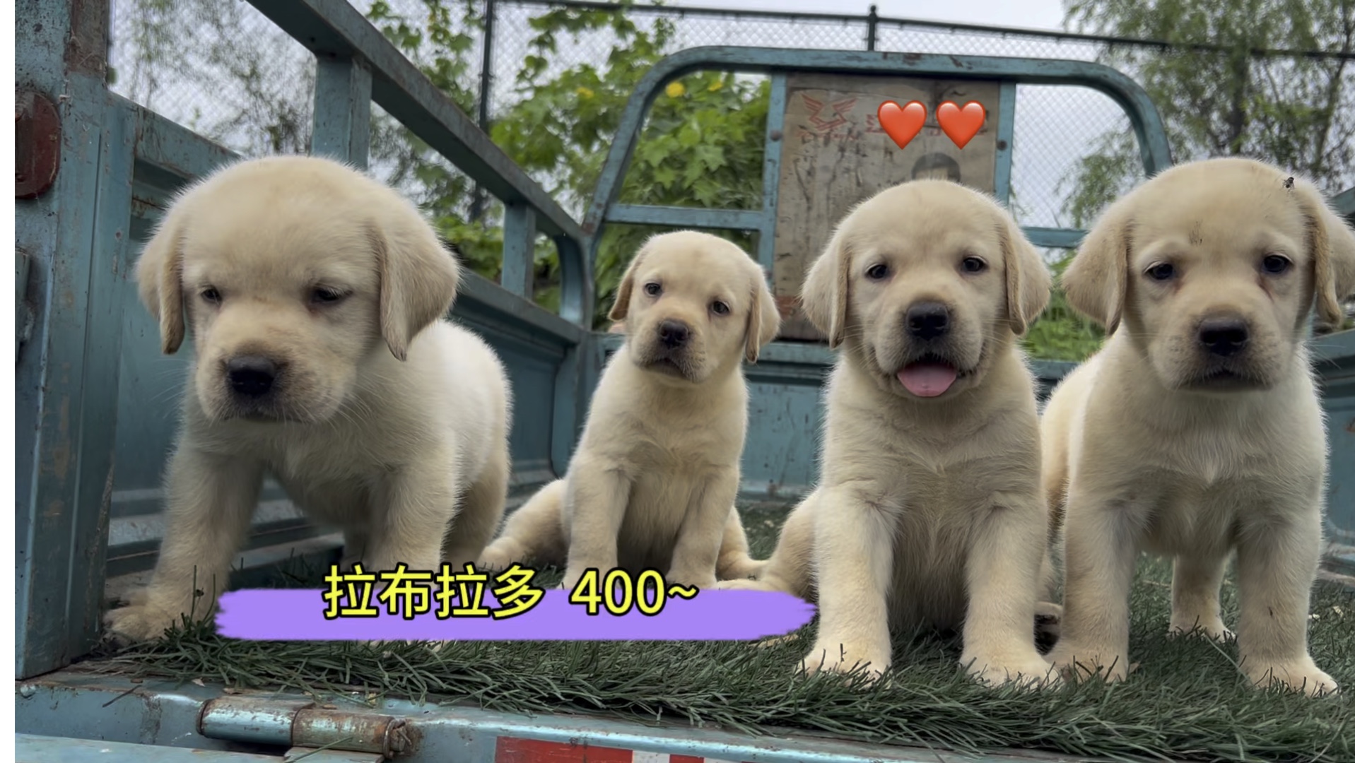 帮我看看养殖户要价400一只的拉布拉多长得怎么样?