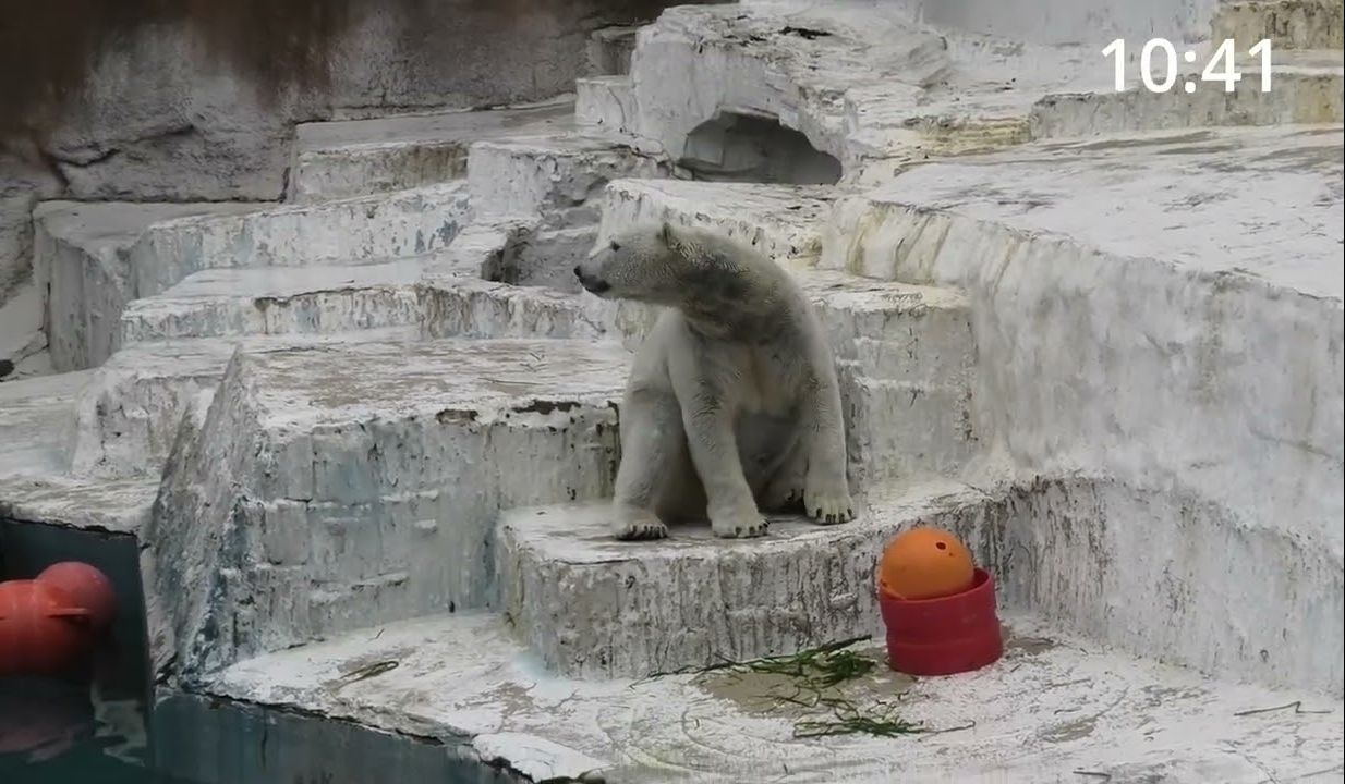 天王寺动物园 自得其乐的北极熊 pt18