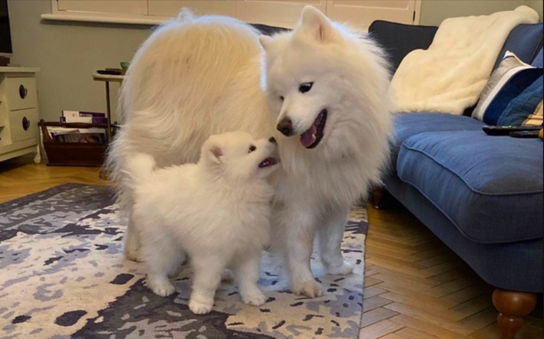 超萌萨摩耶小狗狗最爱和它妈妈打闹太可爱了