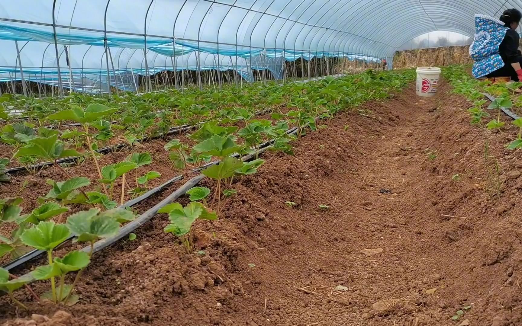 [图]草莓三周了，开始蜕皮，然后涅槃重生