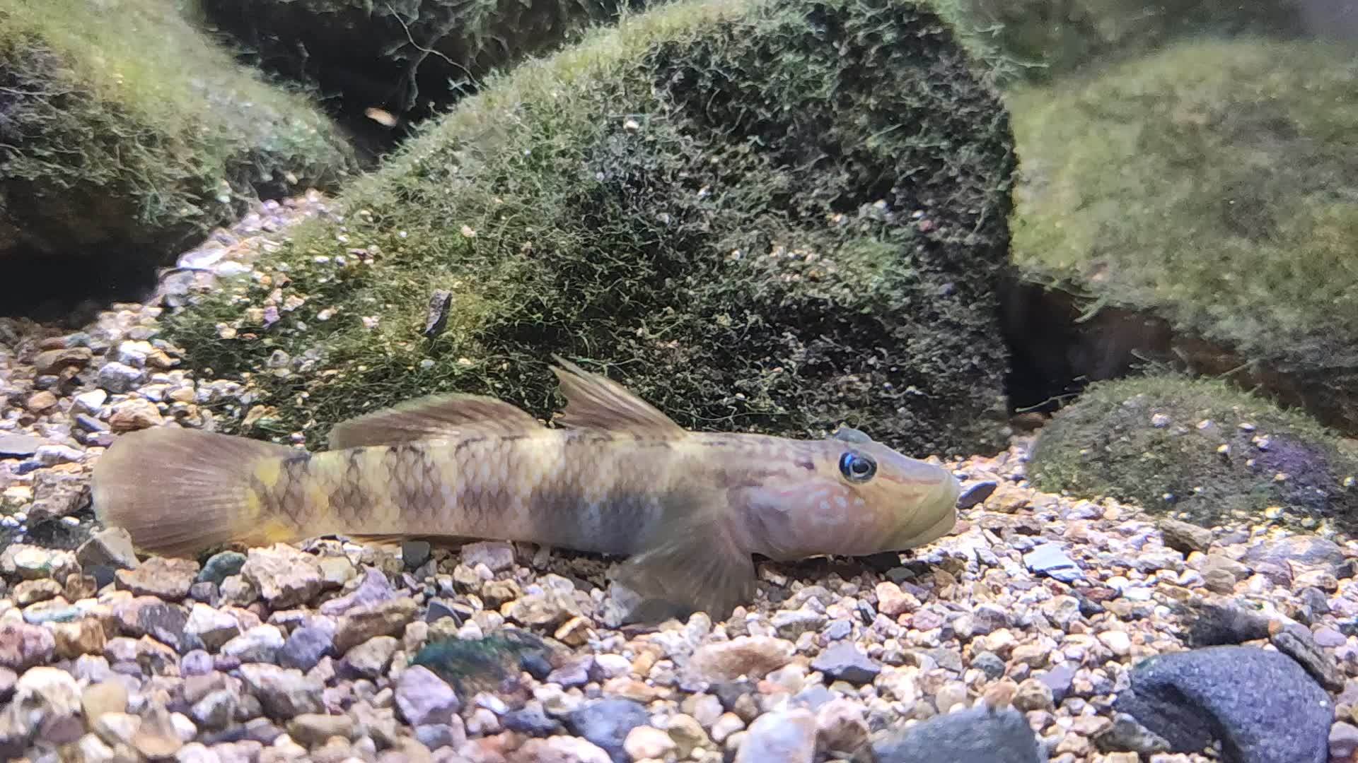 近距离拍摄台湾吻虾虎_哔哩哔哩_bilibili