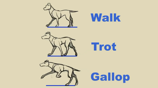 四足动物 多种步伐状态 动画参考 走路 跑步 休闲走 哔哩哔哩 つロ干杯 Bilibili