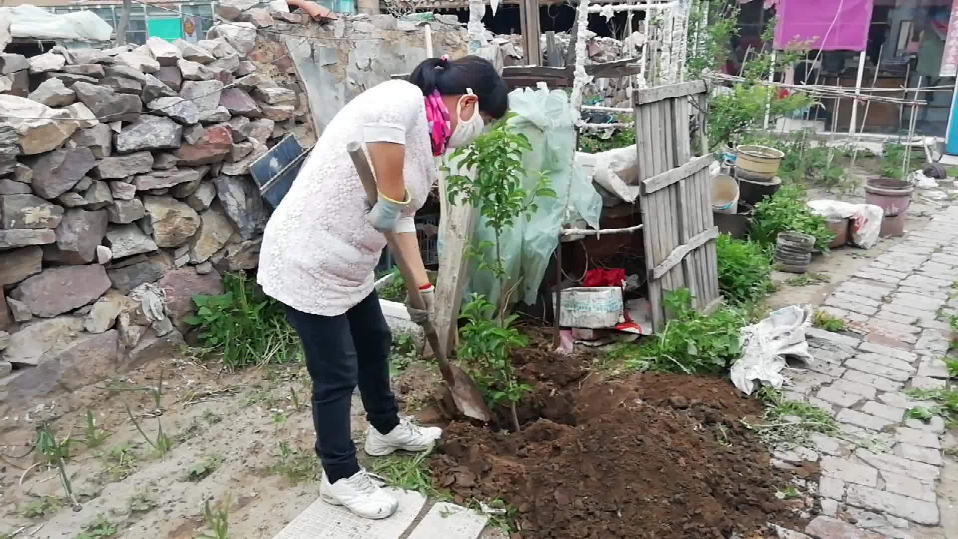 [图]好几年的苹果树移栽能成活吗