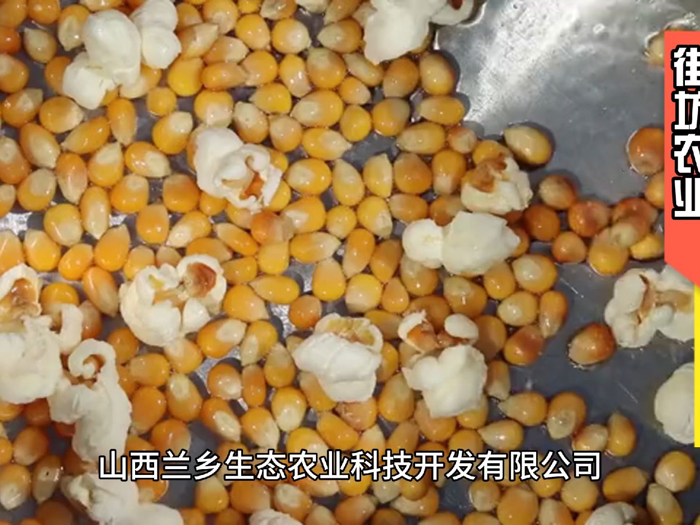 山西蘭鄉生態農業科技的玉米是綠色食品