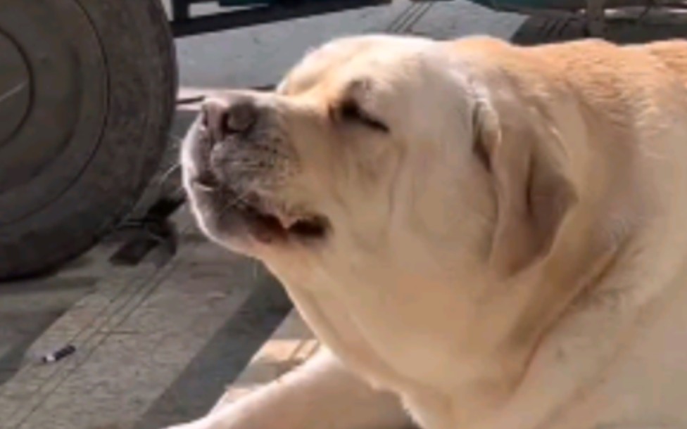 一脸沉醉地吃胡萝卜而忘了表情管理的狗子