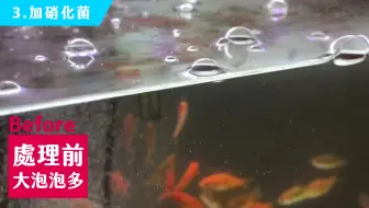 鱼缸水面有大量泡泡不破裂 都是什么原因造成的 该怎么处理呢 总结了几点 你们看看 哔哩哔哩 Bilibili