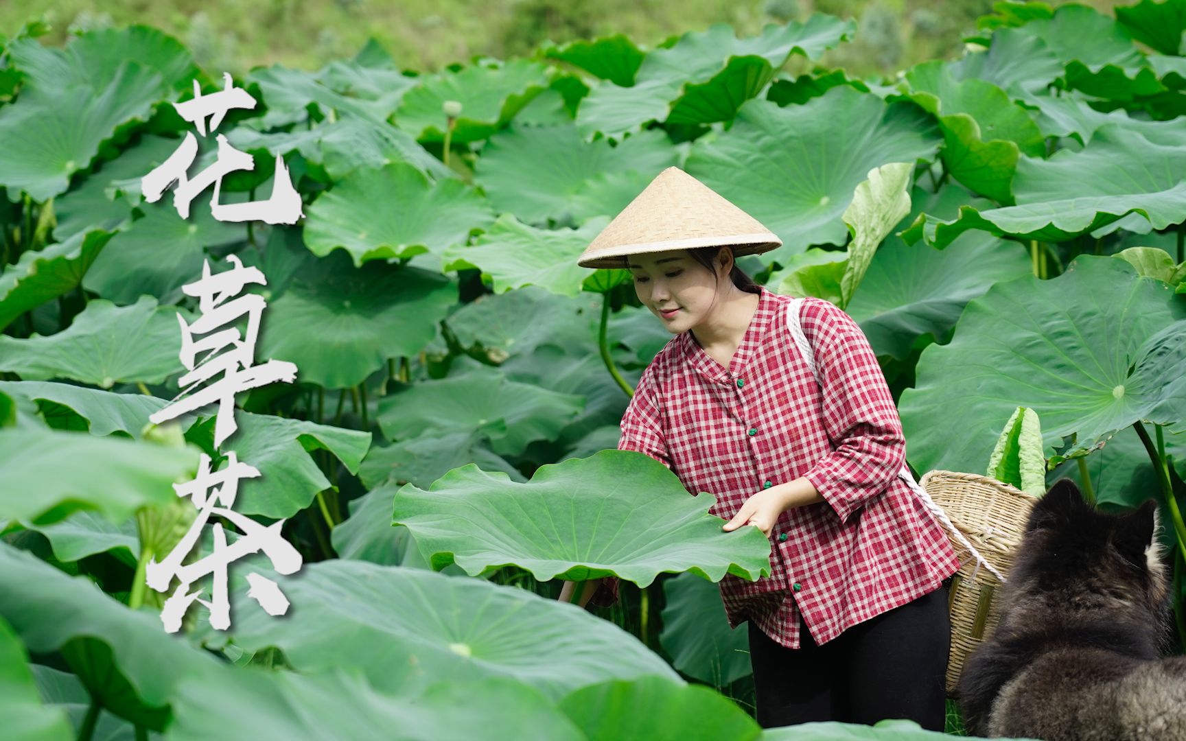 [图]掬一捧带雨露的荷香，治愈你的晚夏苦闷